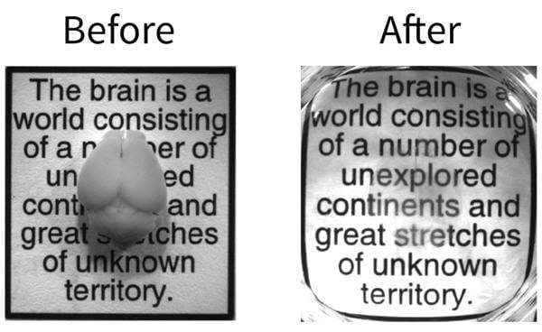 칼 다이서로스 미국 스탠퍼드대 교수가 개발한 조직 투명화 기술. 다이서로스 교수는 광유전학을 개척한 인물이지만, 새로운 연구 분야에 항상 도전하고 있다./스탠퍼드대