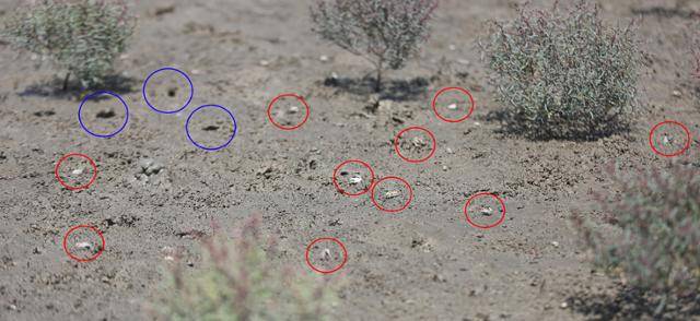 2018년 인천녹색연합이 인천 영종도 동쪽과 준설토 투기장 사이 갯벌에서 멸종위기종 흰발농게(빨간색 동그라미)와 흰발농게 구멍(파란색 동그라미)을 발견했다. 인천녹색연합 제공