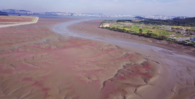 흰발농게가 서식하는 인천 영종2지구 개발 계획지 갯벌의 모습. 인천녹색연합 제공