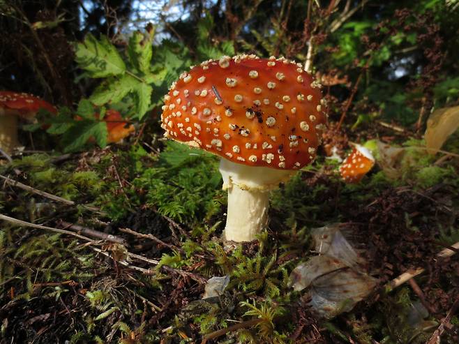 대표적인 독버섯의 한 종류인 광대버섯(Amanita muscaria). 사람들은 인위적으로 합성된 약이나 식품보다 사람의 손을 거치지 않은 천연물질이나 식품이 더 안전하고 건강에 이롭다고 생각하지만 선입견이다. 자연에 존재하는 전체 동식물 가운데 사람이 먹고 탈이 나지 않는 것은 극소수에 불과하다. 위키미디어커먼스