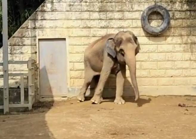 한 동물원의 코끼리가 머리를 휘젓는 이상행동을 보이고 있다.[인스타그램 갈무리]