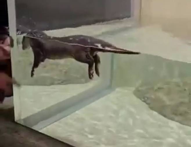 일본 한 동물원의 수달이 이상행동을 보이고 있다.[인스타그램 갈무리]