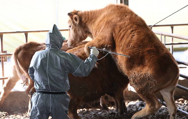 고령서 구제역 백신 긴급 접종 [촬영 윤관식]