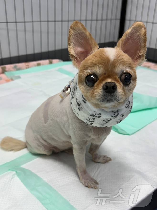 조혈모세포 이식 후 회복한 강아지의 모습(고려동물메디컬센터 제공) ⓒ 뉴스1