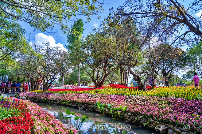 치앙라이 플라워 & 아트 페스티벌/사진-태국관광청