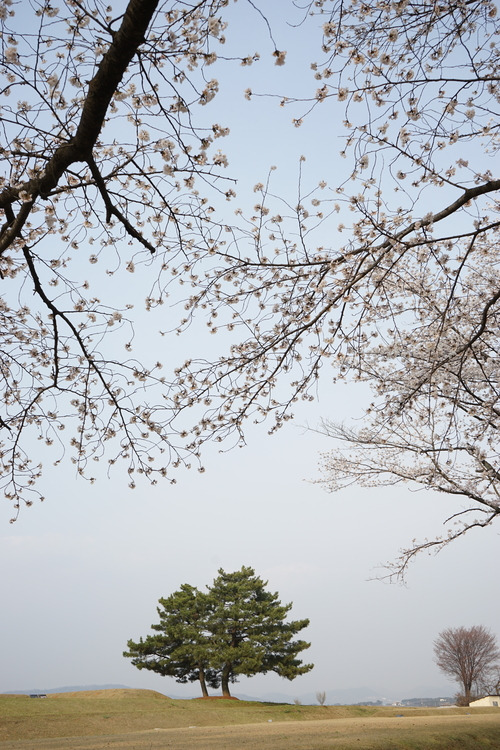 왕궁리 궁궐터의 벚꽃