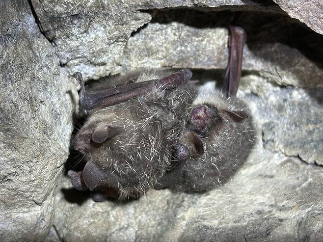 팔공산국립공원에서 서식이 발견된 세계적 멸종위기종 '붉은박쥐'. 팔공산국립공원 서부사무소 제공