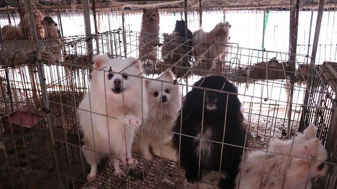 지난해 2월 충남 보령의 무허가 번식장에서 발견된 동물들. 동물자유연대는 이곳에서 개·고양이 123마리를 구조했다고 밝혔다. 동물자유연대 제공