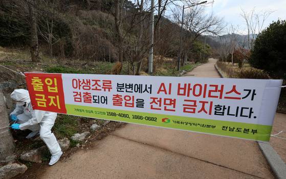 'H5형 조류 인플루엔자 검출' 삵이 발견된 전남 화순군 화순읍 세량제(저수지) 인근. 19일 가축위생방역지원본부 직원들이 출입 금지 안내문을 설치하고 있다. 연합뉴스