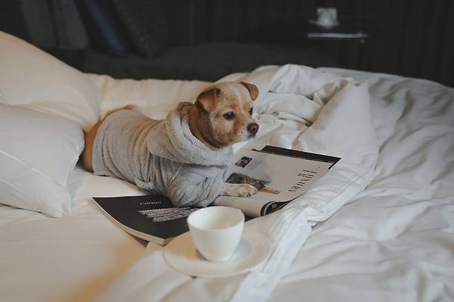 콘래드 서울 ‘펫 메종(Pet Maison)’