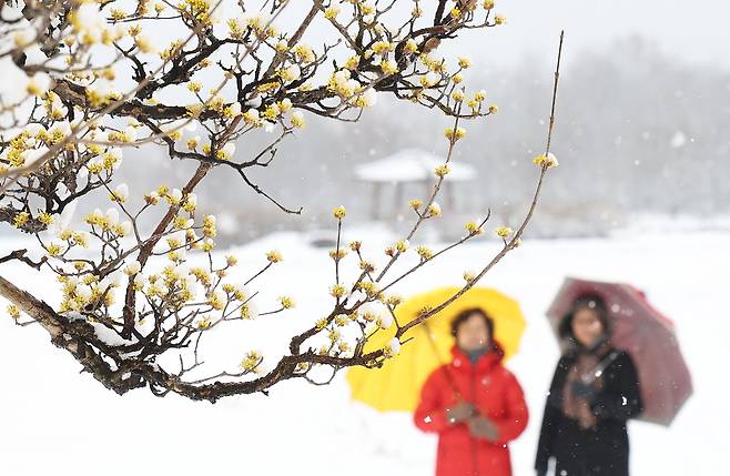 Two people observe flower buds through falling snow flurries in Sangnim Park in Hamyang County, South Gyeongsang on March 18, when snow blanketed most part of the country with heavy snow advisories issued by the Korea Meteorological Administration. [NEWS1]