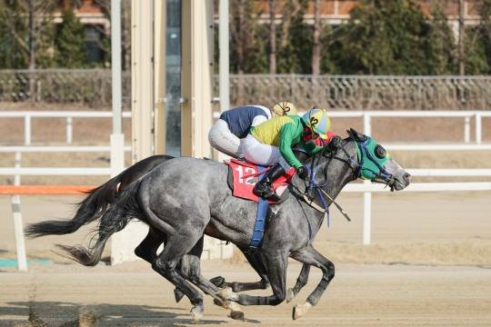 제23회 헤럴드경제배 석세스백파(12번) 결승선 통과모습