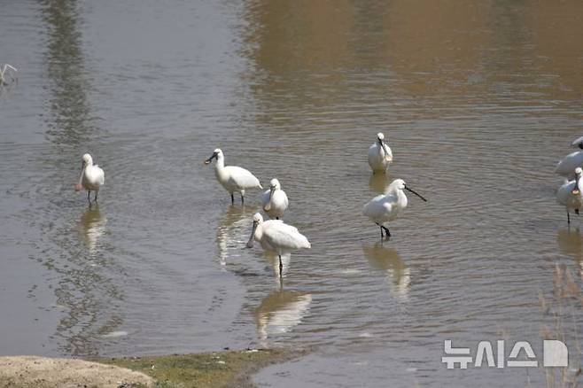 [청주=뉴시스] 지난 17일 청주 무심천과 미호강이 합류하는 작은 습지에서 멸종위기종인 노랑부리저어새들이 무리를 지어 활동하고 있다. 노랑부리저어새 무리는 청주충북환경운동연합의 미호강 조류 조사 과정에서 발견됐다. (사진=청주충북환경운동연합 제공) 2025.03.20. photo@newsis.com