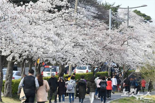 경포벚꽃축제를 찾은 시민과 관광객들. 전영래 기자