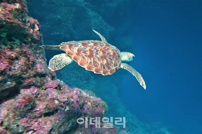 물속에서 바라본 그로토 풍경. 가끔 바다거북을 만나는 행운을 누릴 수 있다. (사진=사이판어드벤처)