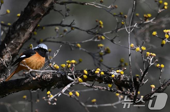절기상 춘분을 하루 앞둔 19일 경남 거창군에 긴 겨울을 이겨 내고 꽃망울을 터트린 산수유꽃 사이로 딱새 한 마리가 날아와 앉아 있다. (거창군 제공. 재판매 및 DB 금지) 2025.3.19/뉴스1