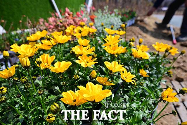 [더팩트ㅣ부천=남윤호 기자] 전국에 완연한 봄기운이 찾아온 21일 오후 경기도 부천시 부천호수식물원에서 관계자들이 봄꽃을 식재하고 있다.