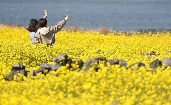 완연한 봄날씨를 보인 21일 오전 제주 서귀포시 성산읍 성산일출봉 광치기해변 인근에 조성된 유채꽃밭에 상춘객이 찾아와 즐거운 시간을 보내고 있다./뉴시스