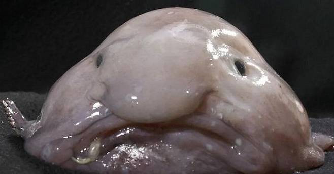 블롭피시.ⓒAustralian Museum