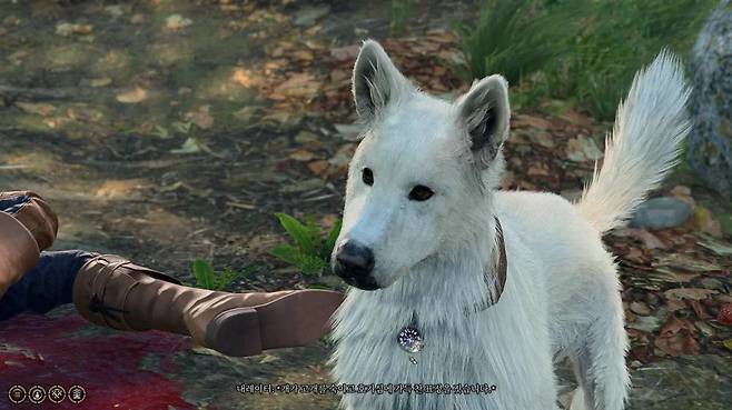 효자견 스크래치