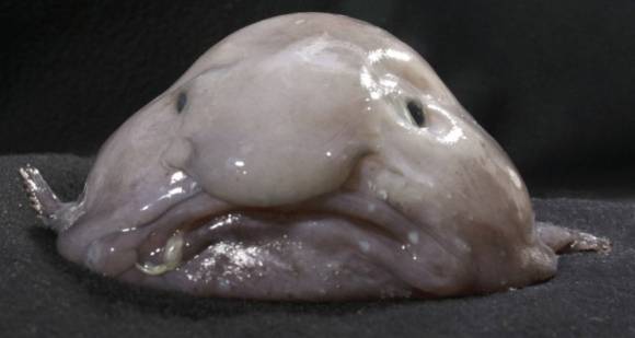 세상에서 가장 못생긴 동물로 여겨지던 블롭피쉬가 '올해의 물고기'로 선정됐다. 사진은 블롭피쉬가 물 밖으로 나왔을 때 모습. [사진=Australian Museum]