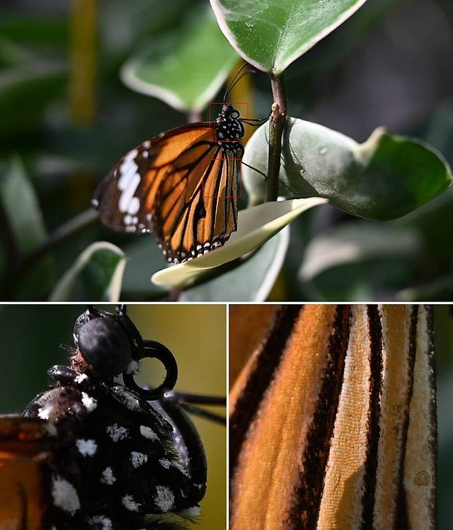 니코르 Z 24-120mm f/4 S로 f/8, 1/60초, ISO 100 설정 촬영 / 출처=IT동아