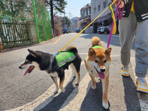 서울시 자치경찰위원회가 선발한 반려견순찰대인 시바견 고덕이(4)·덕천이(3)가 서울 강동구 천호동 구천면로 골목길을 순찰하고 있다. [사진 강동구]