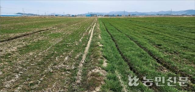 13일 촬영한 전북 정읍 밀 생산단지. 지난해 11월 초중순에 정상 파종한 밀밭(오른쪽)은 정상 생육 상태를 보였지만 잦은 비로 파종시기를 놓쳐 12월 중순 파종한 밀밭은 생육이 확연히 더뎌 대비되는 모습을 보이고 있다.