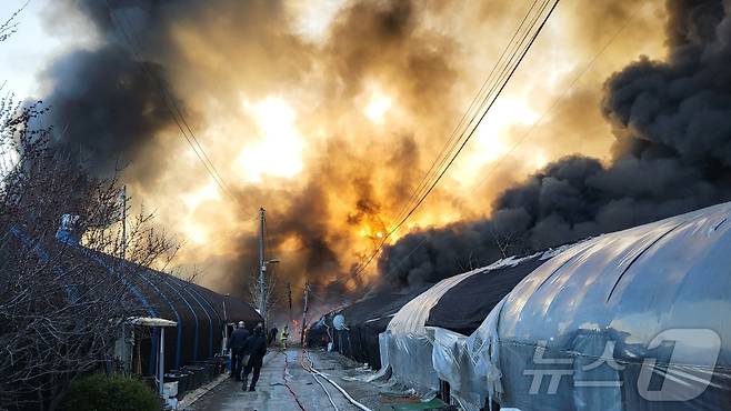 경기 과천시  과천동 화훼용 비닐하우스 화재(경기도소방재난본부 제공, 재판매 및 DB 금지)/뉴스1