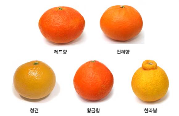 '만감류'에 속하는 과일은 어떤 품종과 배합하느냐에 따라 이름이 다르다. 사진은 만감류. [사진=농협유통]