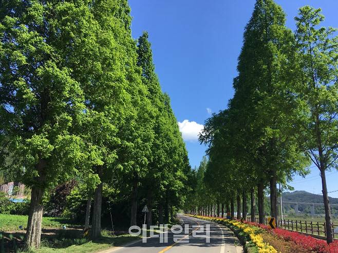 사진 명소로 이름난 전남 보성 복내면 유정리의 메타세쿼이아 가로수길(사진=보성군청)