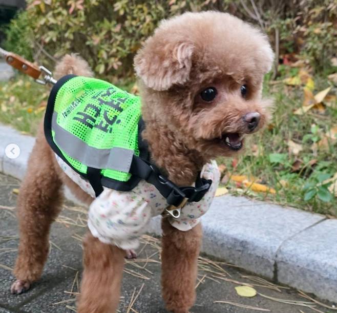 반려견 순찰대로 활동하는 뚜기 (한지혜 씨 제공) ⓒ 뉴스1