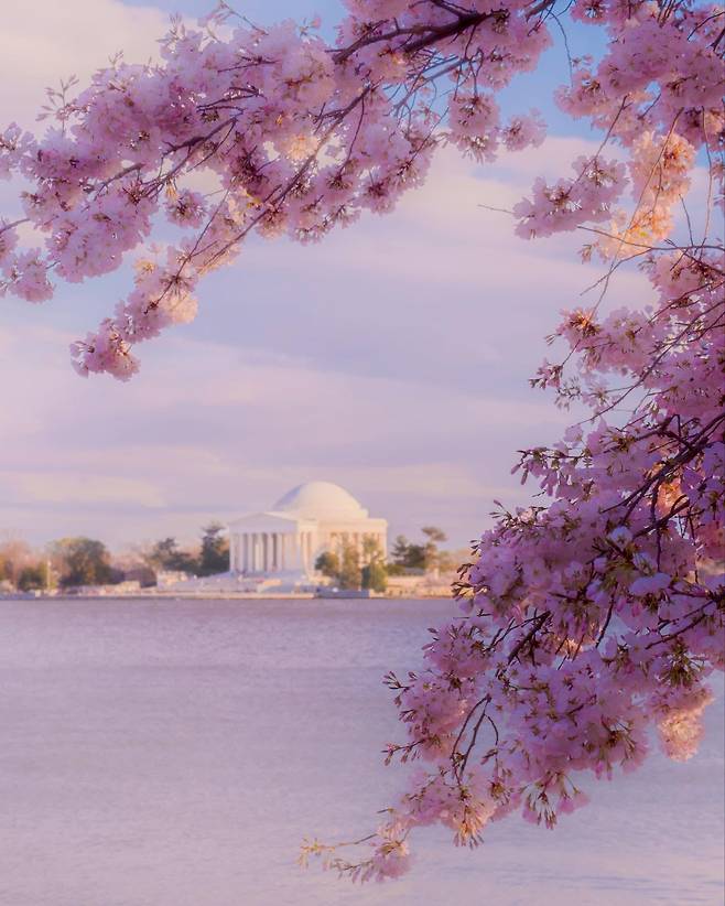 워싱턴 DC에 만개한 벚꽃 사진. /워싱턴 DC 관광청