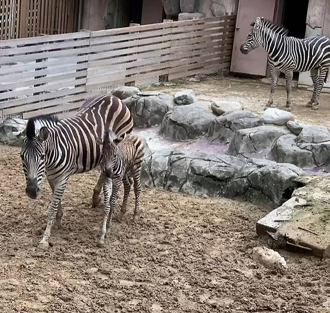 얼룩말 세로와 그의 엄마 루루, 아빠 가로의 모습. /사진=유튜브 채널 '서시공TV' 영상