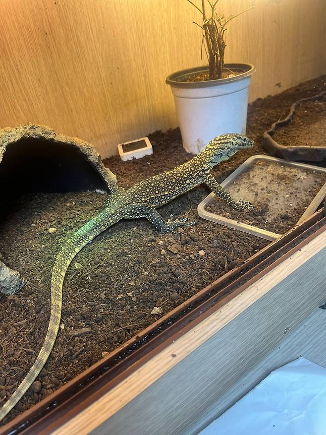 코모도왕도마뱀.