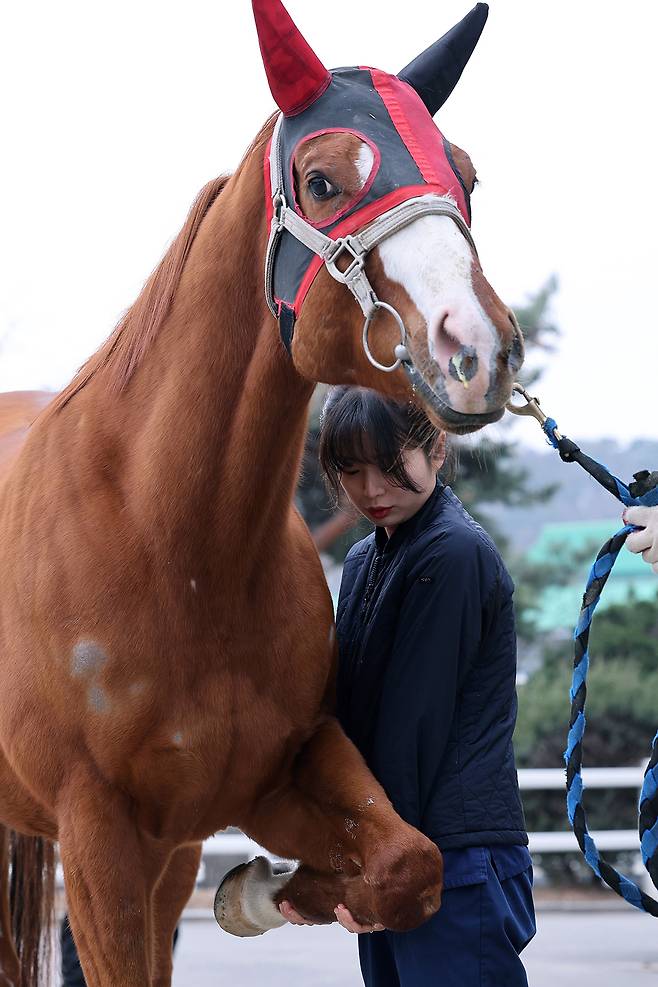 박수진 수의사가 말 상태를 확인하기 위해 다리를 접어보고 있다.