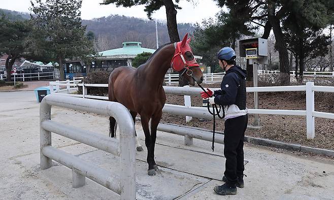 말 동물병원에 진료를 받으러 가는 한 경주마가 몸무게를 측정하고 있다.