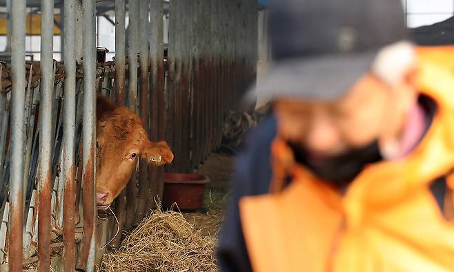 경북 의성 산불이 이틀째 이어진 23일 경북 의성군 단촌면 한 우사에서 노인이 소 곁을 떠나지 못한 채 안절부절못하고 있다. 뉴스1