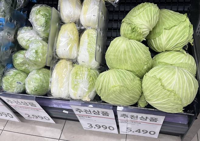양배추 [촬영 김윤구]