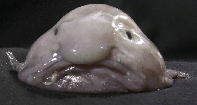 image.png 큰코에 울상, 가장 못생긴 동물의 \'반전\'…올해의 물고기 됐다