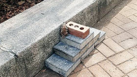 2023년 3월 설치한 두꺼비 산란 이동 간이 돌계단. ″두꺼비들이 연못에 잘 못 들어간다″는 민원을 접수한 푸른도시사업소 배현우 주무관은 경계석 철거 등을 고민하다 반영구적으로 사용할 수 있는 나무 계단을 제작해 2~6월 설치했다. 사진 성남시