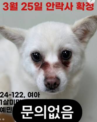 공주시 유기동물 보호소에 올라온, '안락사 예정 명단' 강아지. 90마리에 육박한 상황이라 안락사를 시행할 수밖에 없다고 했다. 절박하게 올렸으나 여전히 문의가 없는 하얀 강아지. 아직 1살도 안 됐다고 했다./사진=공주시 유기동물 보호소 인스타그램(@gongju_shelter), 입양문의 041-840-3495