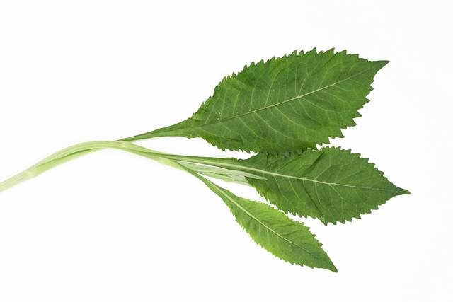 개미취. 농민신문DB