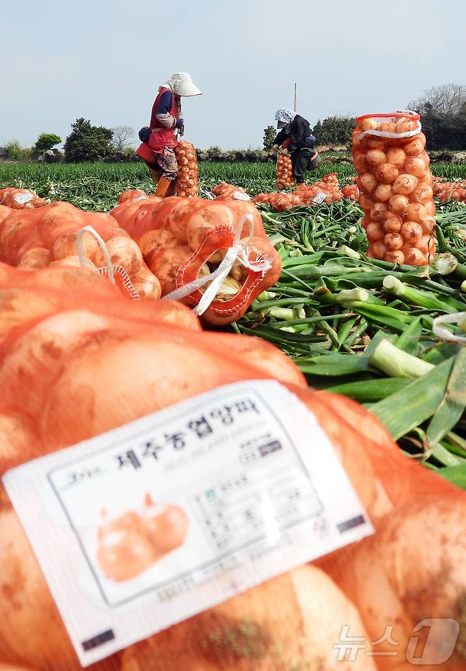 26일 오전 제주 서귀포시 대정읍 신도리의 한 양파밭에서 농민들이 조생종(일찍 성숙하는 품종) 양파를 수확해 출하하고 있다. 달고 아삭한 제주산 조생종 양파는 전국에서 가장 먼저 출하된다. 2025.3.26/뉴스1 ⓒ News1 오미란 기자