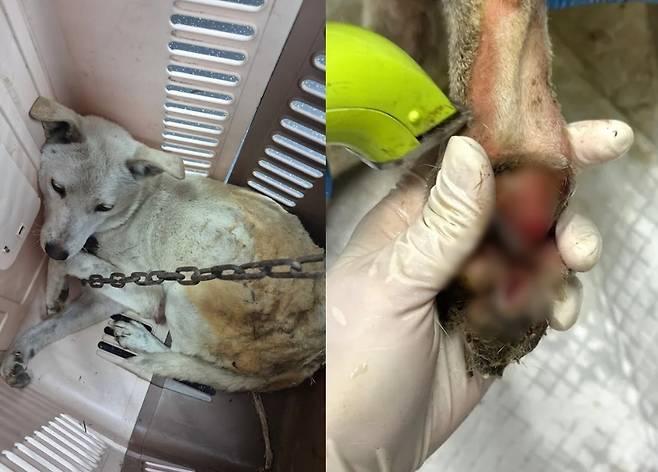 (동물구조단체 '유엄빠' 공식 인스타그램)