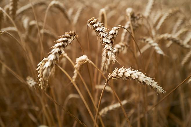 사진=게티이미지코리아.