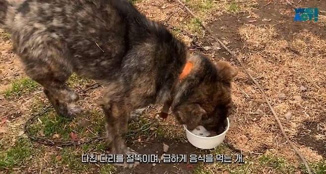 9.jpg 목줄 때문에 산불에서 도망 못 간 강아지들....jpg