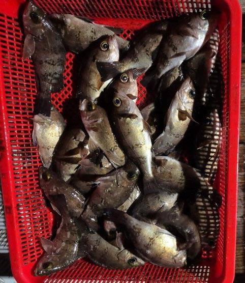 통영권 볼락 외줄낚시.