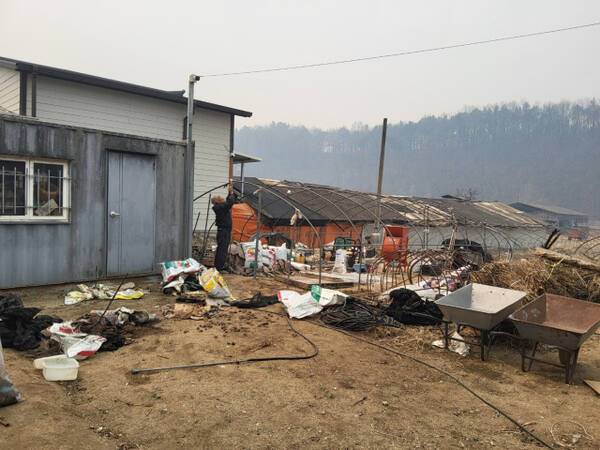 안동 남선면 신석리 주민이 불에 탄 비닐하우스를 손보고 있다. 이일화 세무전문기자