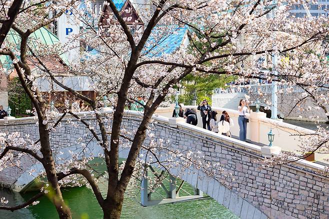 롯데월드에서 벚꽃놀이를 즐기는 상춘객 / 사진=롯데월드